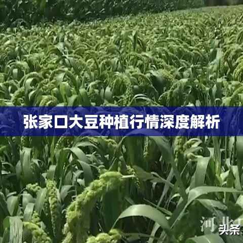 张家口大豆种植行情深度解析